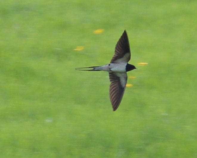 Swallow in flight